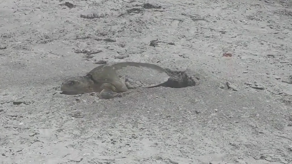 Protecting sea turtles